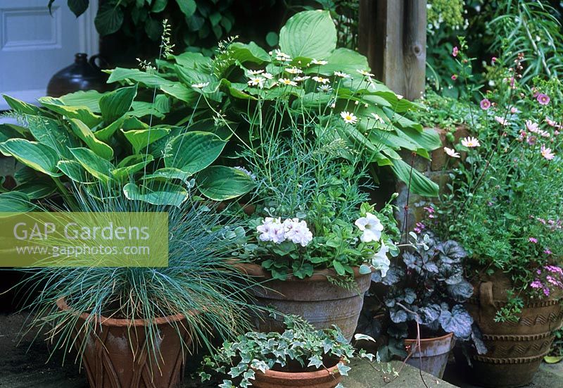 Container pot arrangement of Festuca glauca, Hosta, Hedera, Argyranthemum, Heuchera and Petunia - Chelmsford Essex 