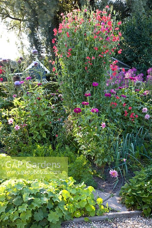 Zinnias, Lathyrus and Chleome in cottage garden