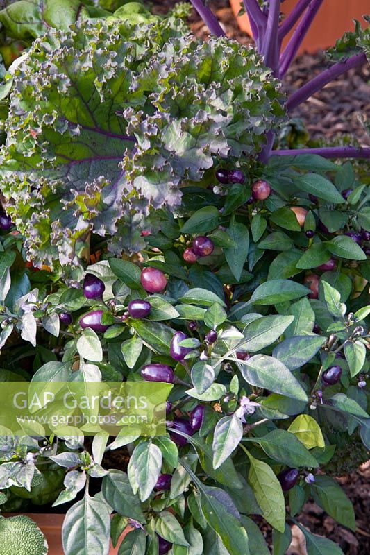 Capsicum - Chilli 'Pretty in Purple' with Brassicas