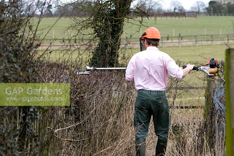 Trimming the top of a  Crataegus - hawthorn hedge with a long blade on a petrol driven hedge cutter. Man wearing a safety helmet.