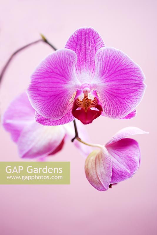 Phalaenopsis 'Lipperose' - Moth orchid