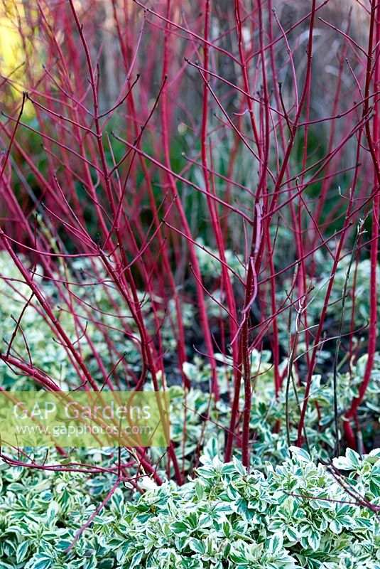 Cornus alba 'Sibirica' with a ground cover of Euonymus fortunei 'Silver Queen' in early February