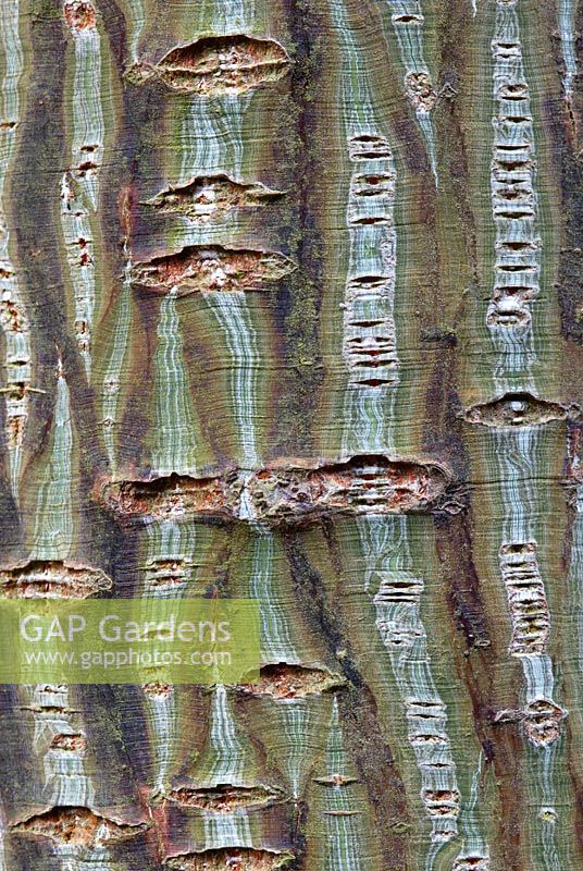 Acer capillipes bark detail