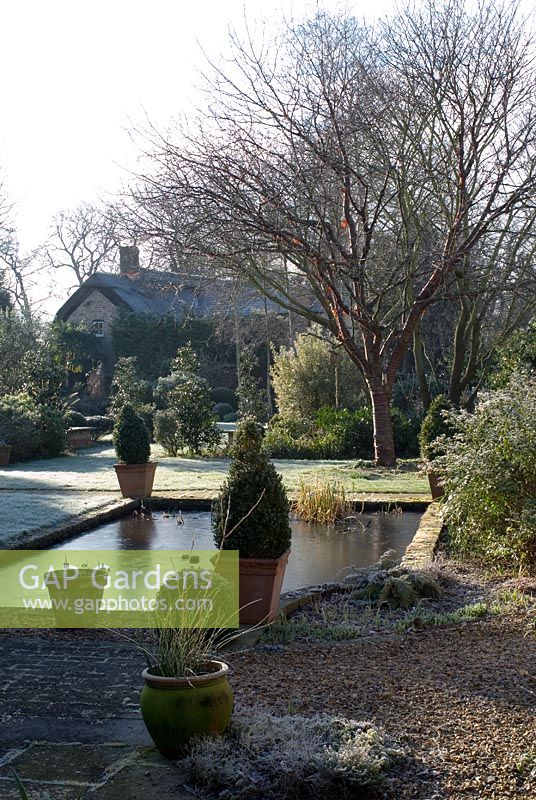 Frosty garden with frozen formal pond. Buxus pyramids in terracotta pots, Prunus serrula, lawn with Ilex and thatched cottage beyond - The Bell House, Cambridgeshire