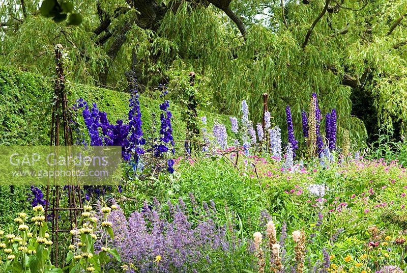 Herbaceous border with Delphiniums,   wrought iron wigwam supports as well as hazel, willow and birch structures, Phlomis, Nepeta and hardy Geraniums. Taxus hedge and a large Salix tree.