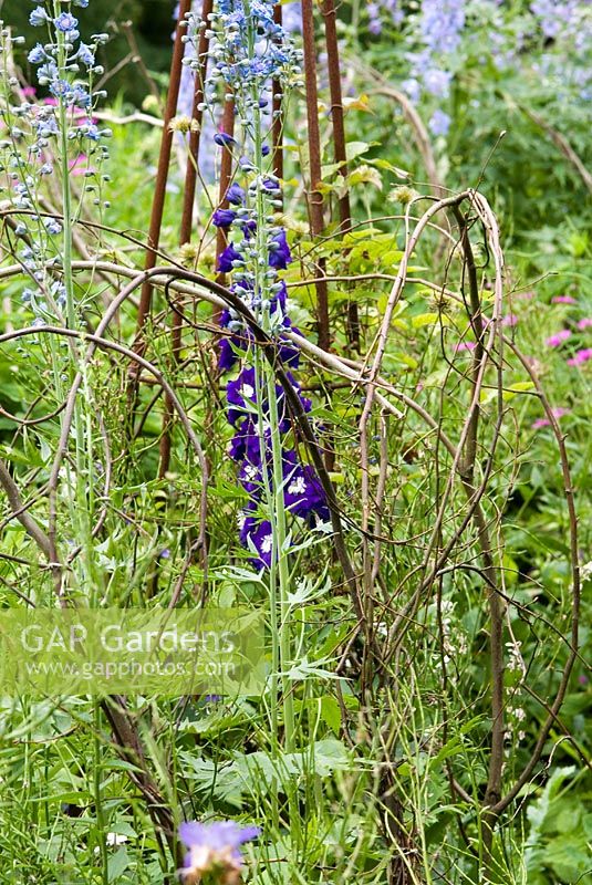Delphiniums in the herbaceous border with hazel, birch and willow supports