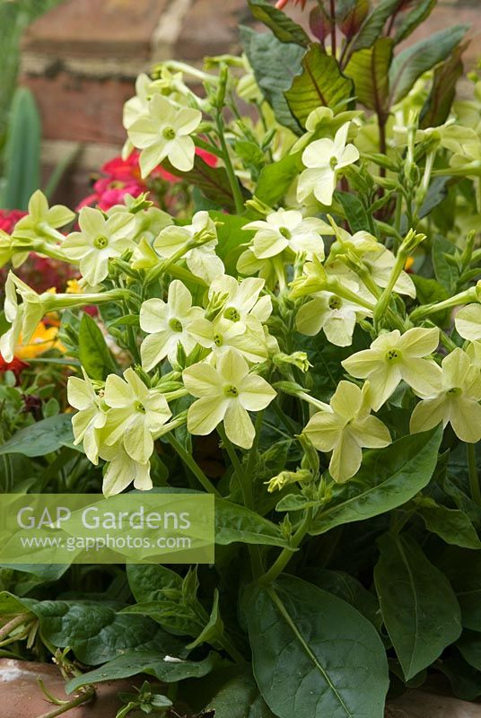 Terracotta pot with Nicotiana sylvestris 'Lime Green' - Tobacco plant