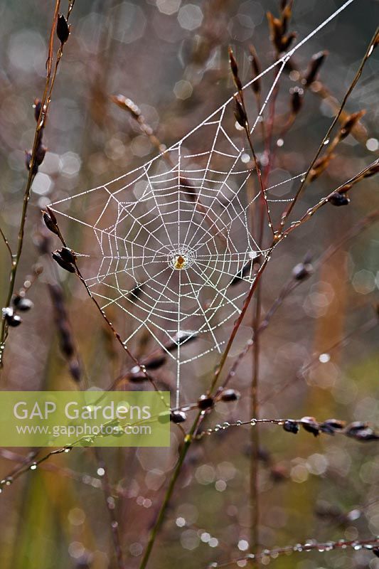 Cobweb on Panicum in Autumn