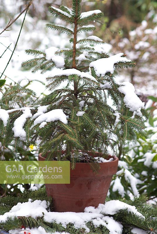 Snow laden potted Norway Spruce on garden table  