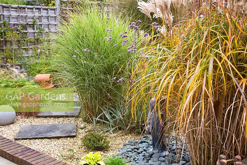 Miscanthus 'Malepartus', Miscanthus 'Morning Light' and Imperata cylindrica 'Red Baron' in Autumn garden with stepping stone path 
