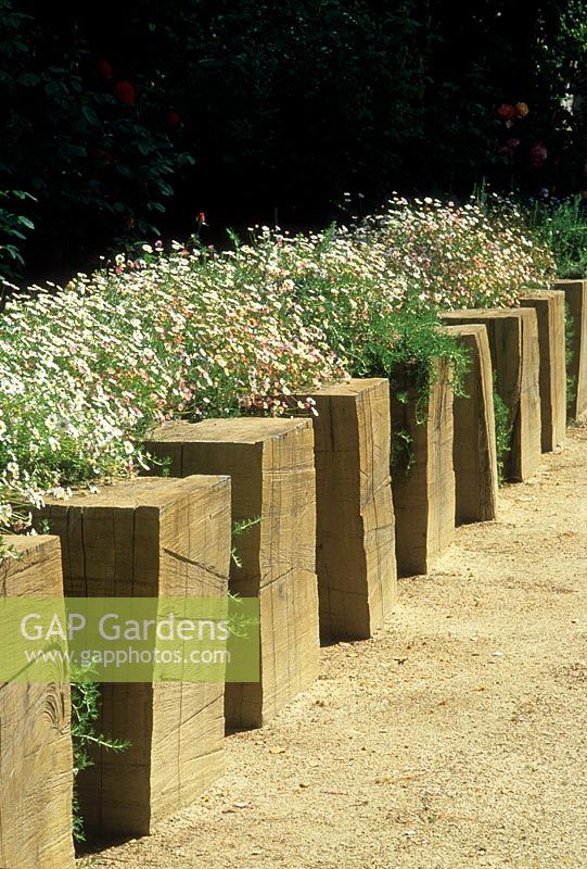 Contemporary seating of cubed square wooden blocks in a line row with Erigeron karvinskianus growing over it - Kuhling, Palo Alto, USA