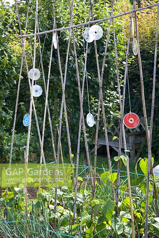Compact discs tied to bean poles to ward off birds