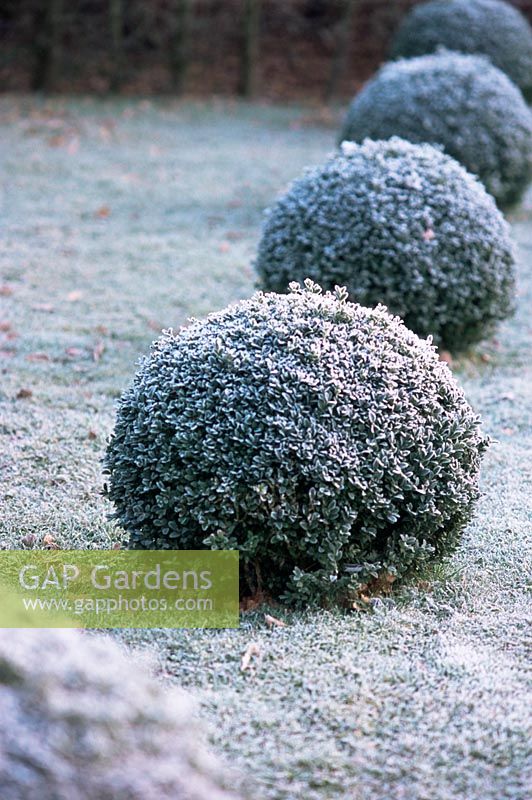 Frosted topiary Buxus - Box balls in lawn 