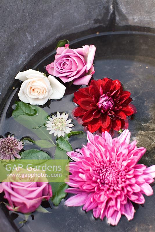 Cut flowers from garden floating in water in tin bucket