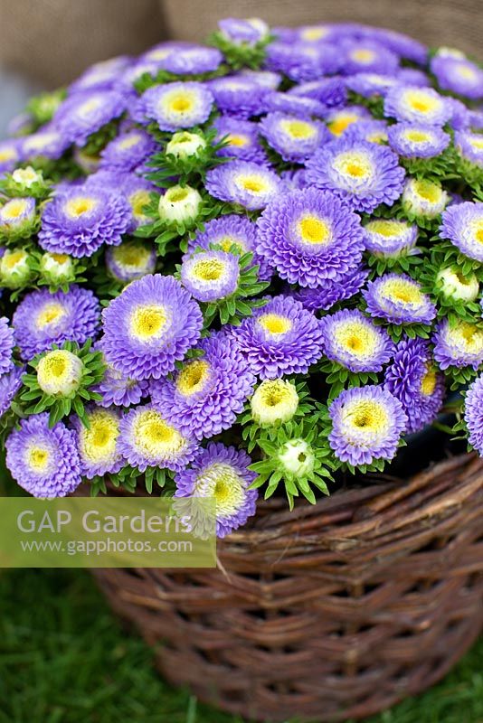 Callistephus chinensis - Purple Aster in wicker basket