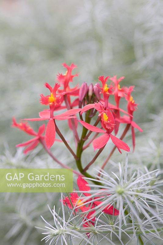 Epidendrum ibaguense orchid growing amongst a silver foliage plant