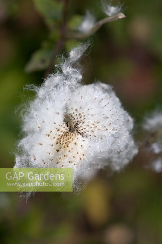 Anemone japonica seed head releasing seeds