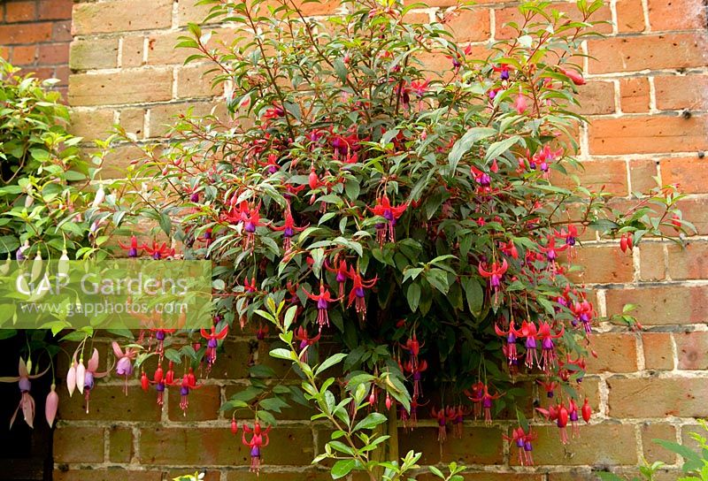 Fuchsia 'Janice Ann' grown as standard  against wall