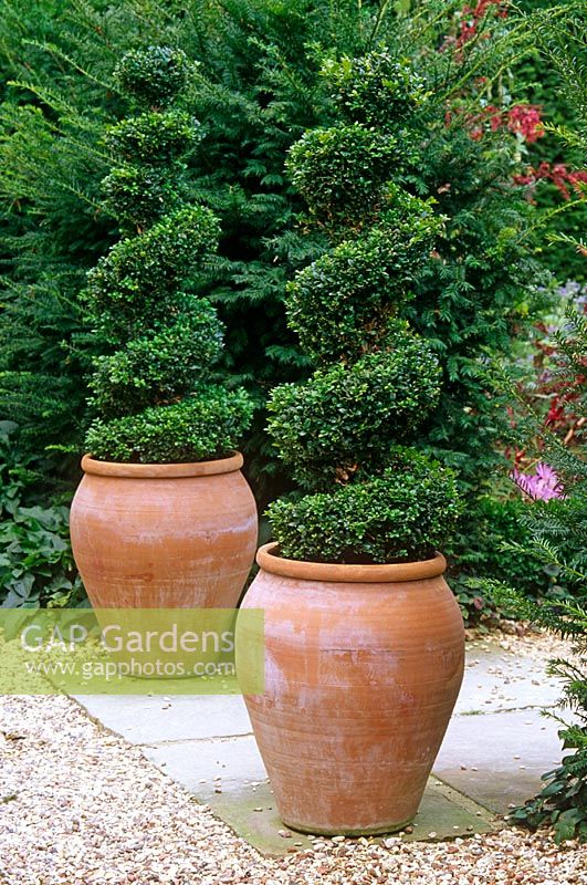 Topiary spirals in pots - Sudeley Castle, Glos 