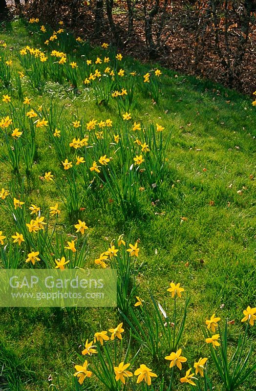 Drifts of Narcissus 'Peeping Tom' growing in lawn grass