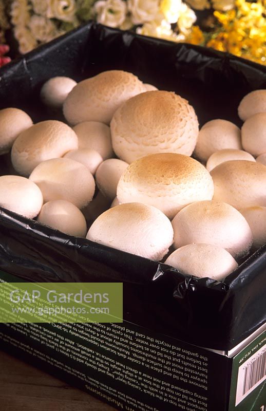 Mushroom growing kit white field mushrooms - Agaricus campestris