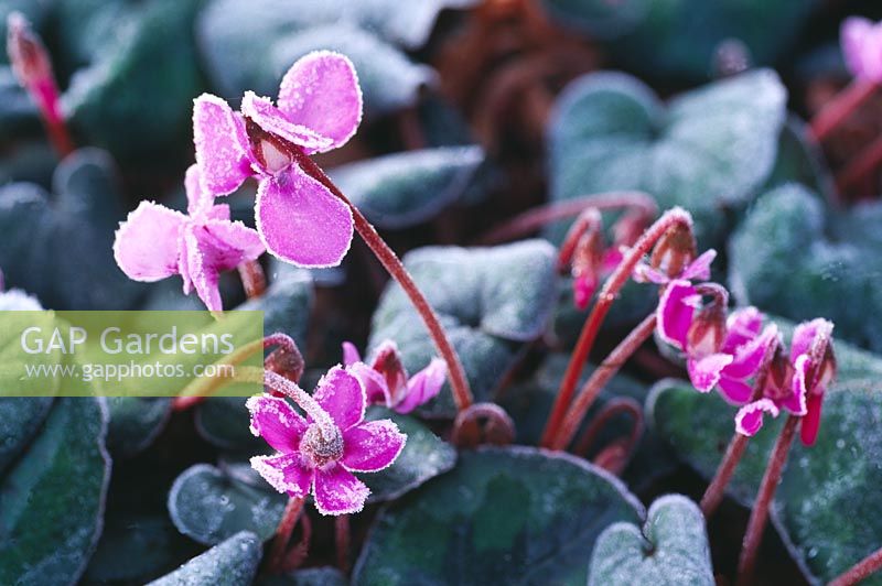 Cyclamen coum delicately covered in frost