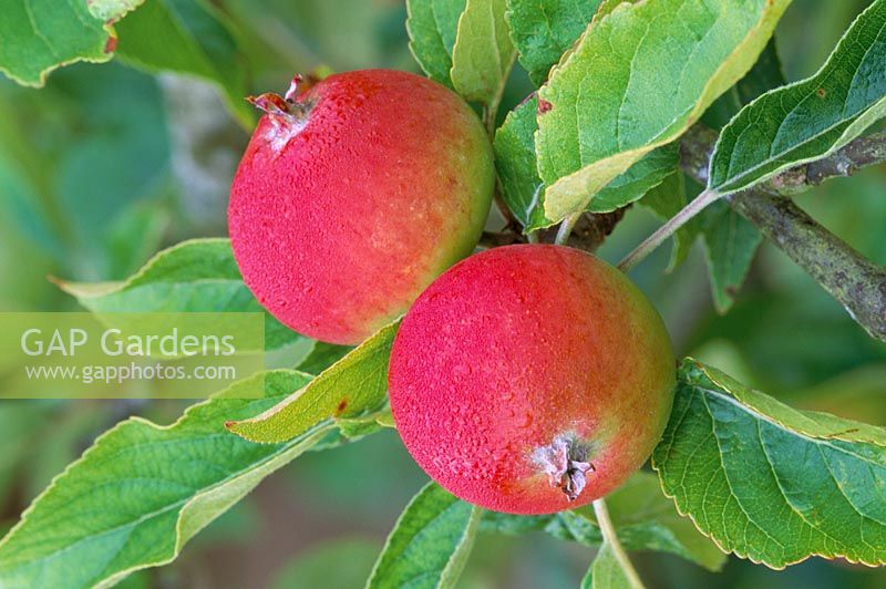 Malus 'Laxtons Superb' - Apples 