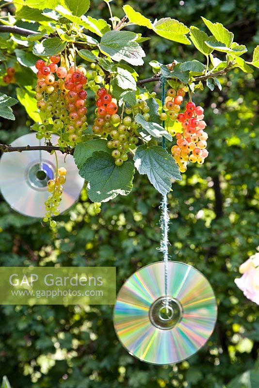 Compact discs hung in fruit bushes to proctect from birds
