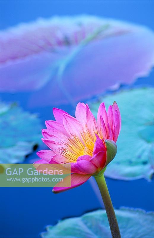 Nymphaea 'Afterglow' - Tropical waterlily 