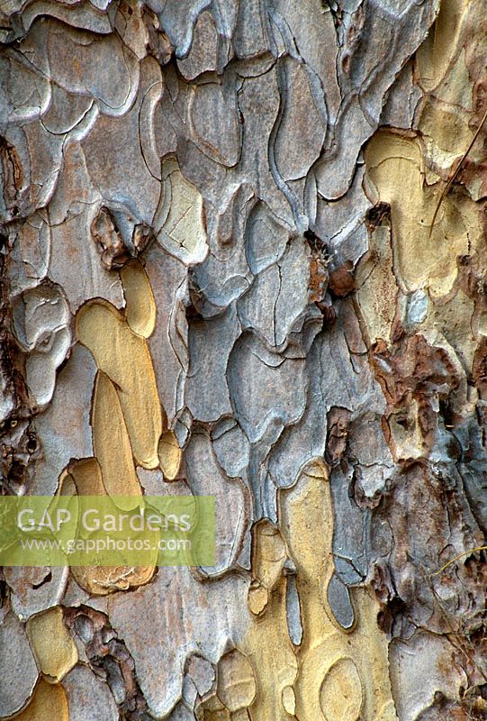 Pinus nigra subsp pallasiana - Bark of The Crimean Pine at The Arley Arboretum, Worcestershire
