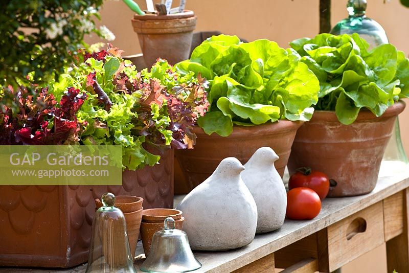 Lettuces growing in pots on table with bird ornaments 