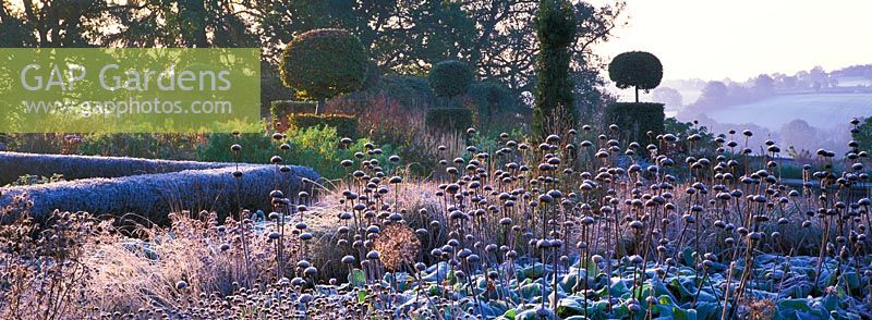 Frost on seedheads of grasses and perennials including Phlomis russeliana and Allium cristophii, with clipped Fagus topiary columns and balls and Taxus in autumn at Broughton Grange, Oxfordshire.