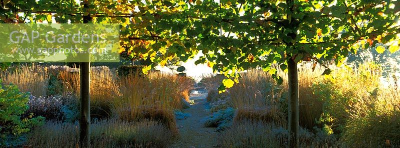 Pleached Tilia - Lime trees with a path leading through grasses and perennials towards a pond at Broughton Grange, Oxfordshire in autumn.