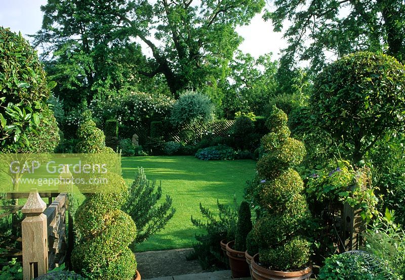 Town garden with Laurus nobilis standards and Buxus spirals in containers. View across lawn to rose covered seat at bottom of garden - Rawlinson Road Oxford