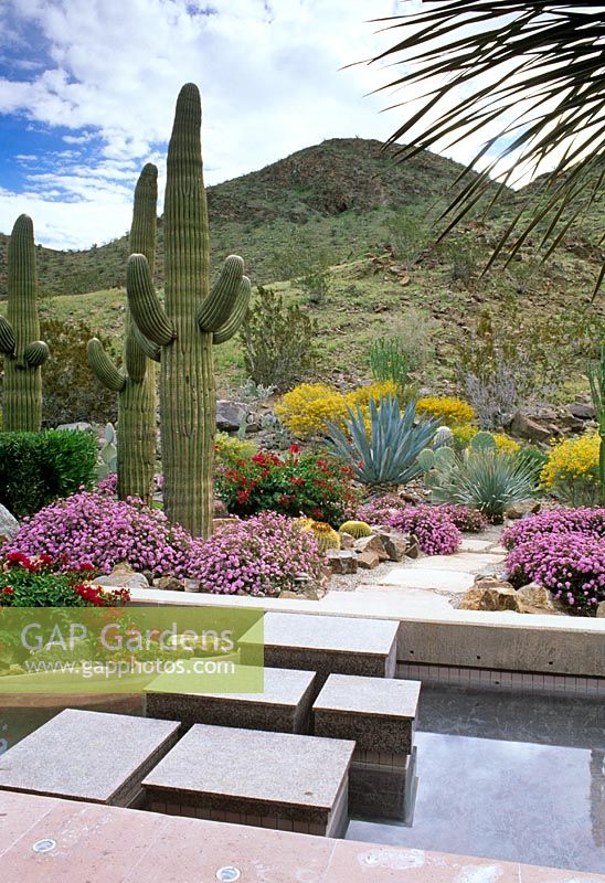 Contemporary garden in desert with stepping stone path - Lerner Garden, Rancho Mirage, Palm Springs, USA