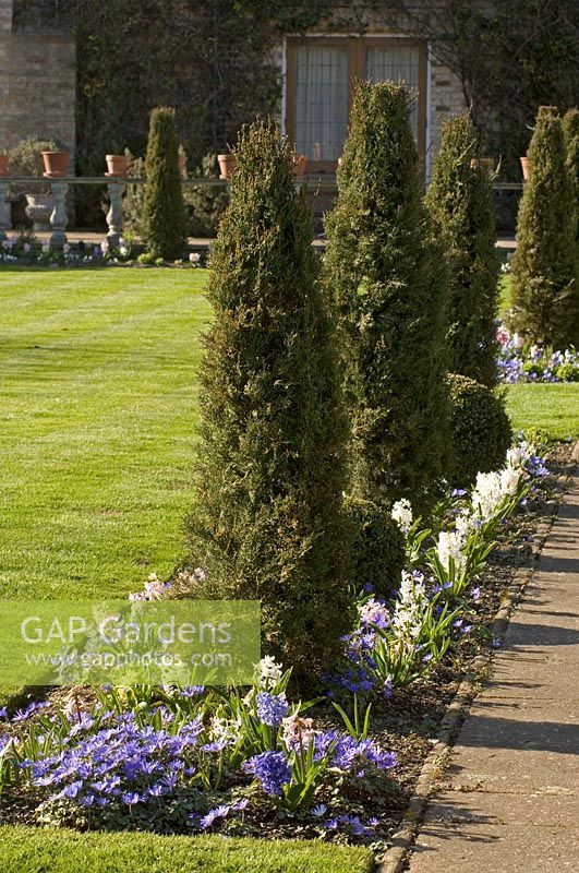 Juniperus virginiana - Pencil Junipers in narrow border with Anemone blanda and Hyacinthus 'L Innocence' - Netherhall Manor, Soham, Cambridgeshire