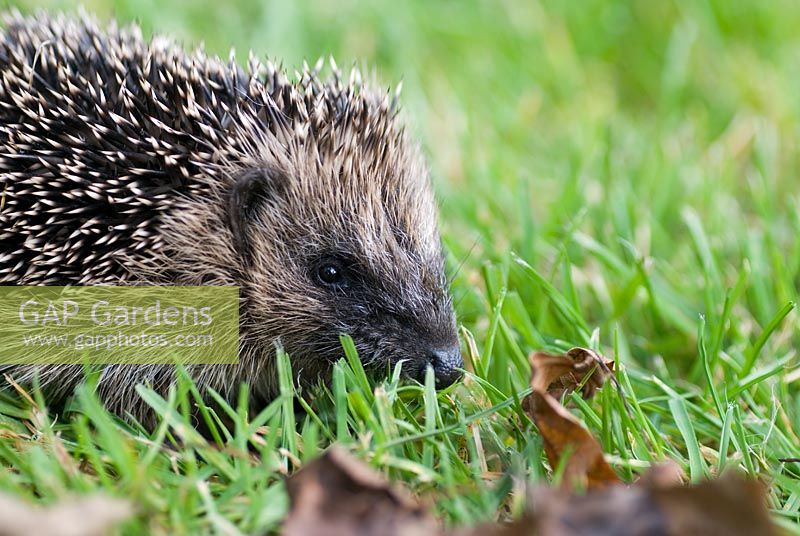 Erinaceus europaeus - Hedgehog