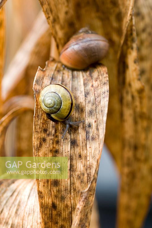 Cepaea - Banded snails on decaying lily leaves 
