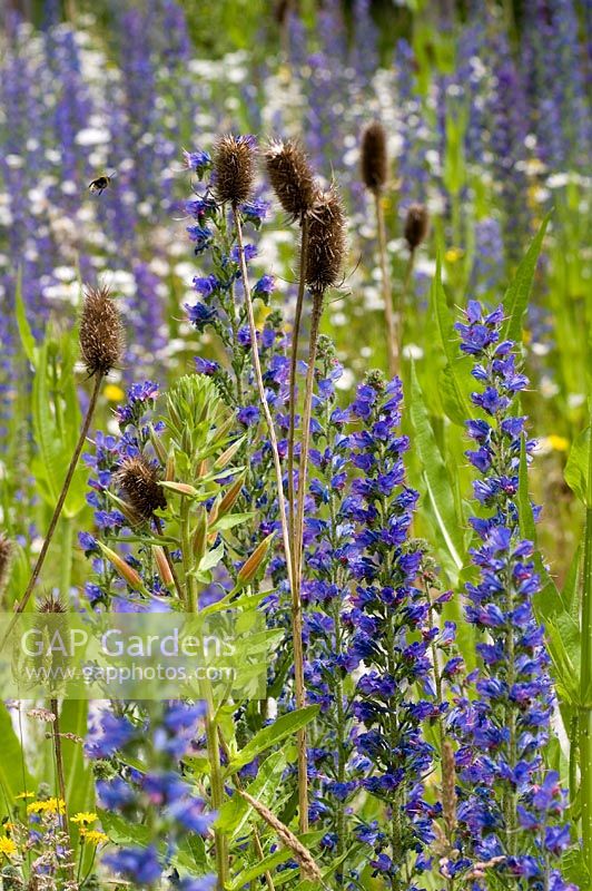 Wildflower meadow with Echium vulgare - Viper's bugloss and Dipsacus fullonum - Teasel seed heads 