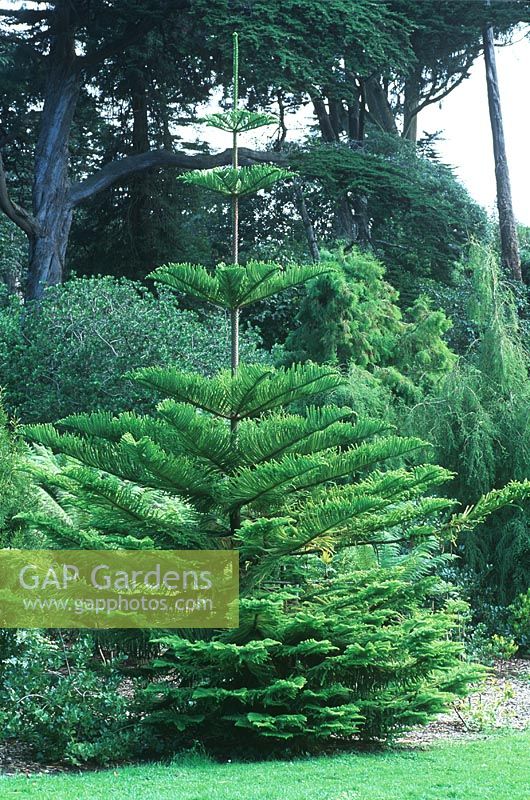 Araucaria heteropylla - Norfolk Island Pine surrounded by trees