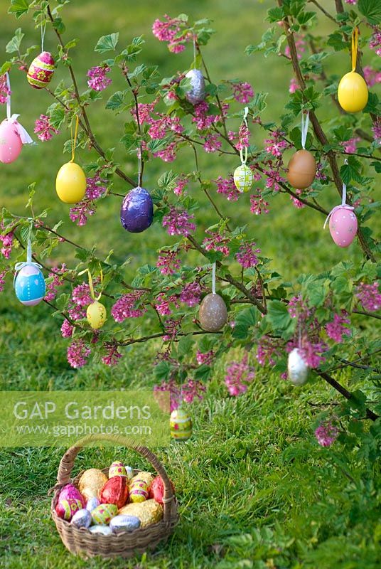 Ribes sanguineum - Flowering Currant decorated as Easter Tree with painted easter eggs and basket of chocolate Easter Eggs.