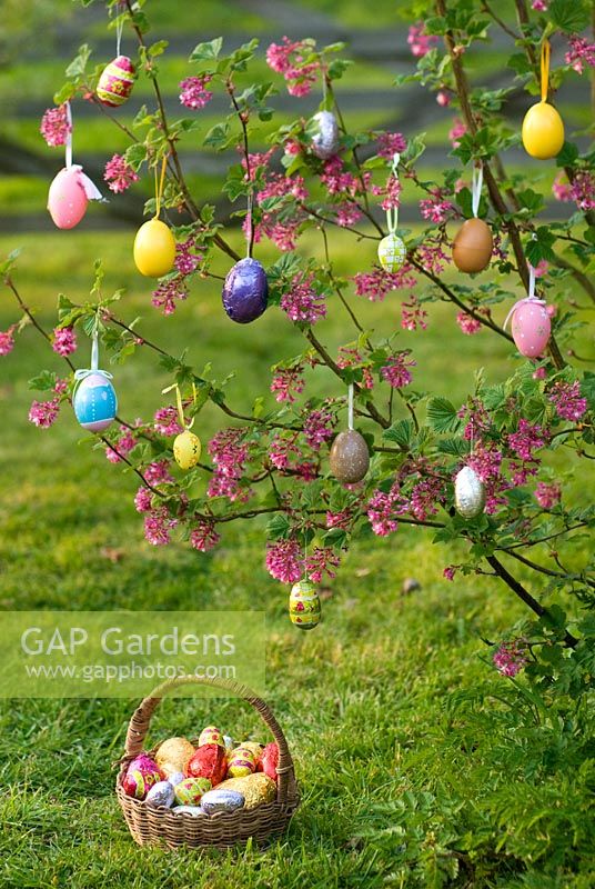 Ribes sanguineum - Flowering Currant decorated as Easter Tree with painted easter eggs and basket of chocolate Easter Eggs.
