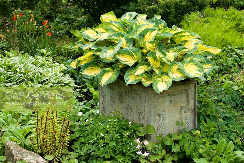 Hosta 'Great Expectations' in container with other ground cover perennials planted at base including Ferns, Hostas, Epimediums, Geraniums and Primulas  