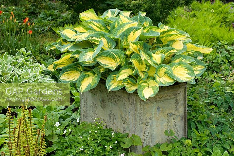 Hosta 'Great Expectations' in container with other ground cover perennials planted at base including Ferns, Hostas, Epimediums, Geraniums and Primulas 