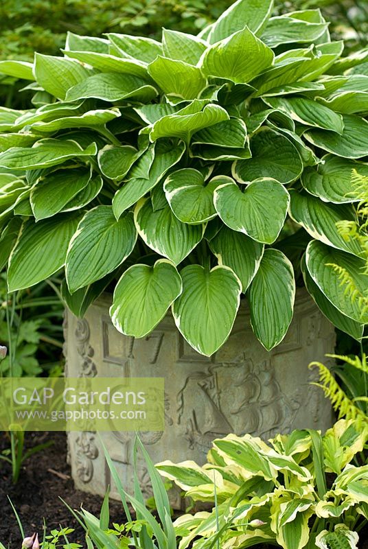 Hosta 'So Sweet' in container