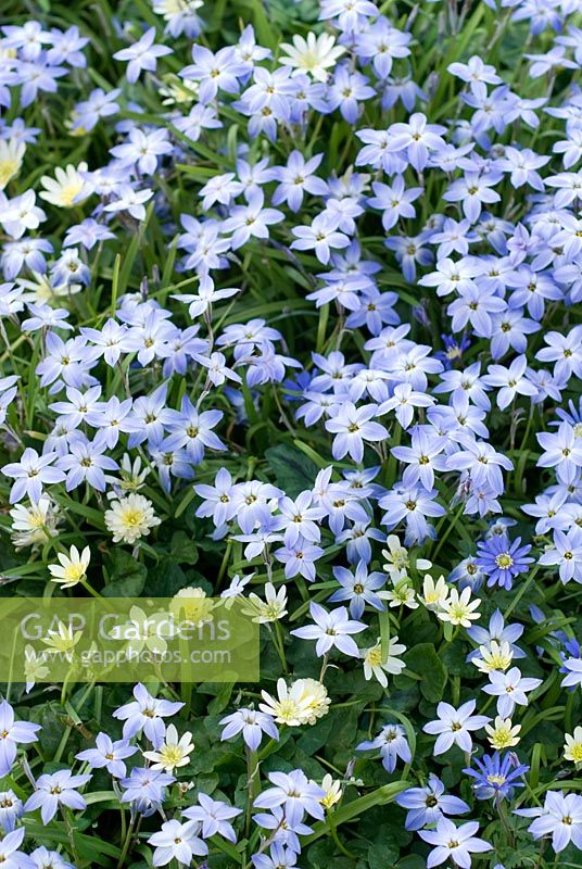 Ipheion uniflorum 'Wisley Blue', and Ranunculus ficaria 'Randall's White'