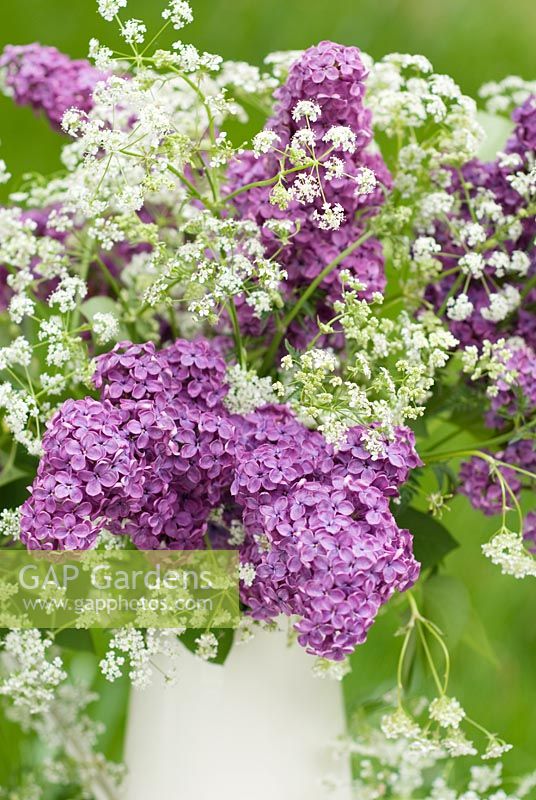 Syringa x hyacinthiflora 'Esther Staley' and Anthriscus sylvestris in jug on table
