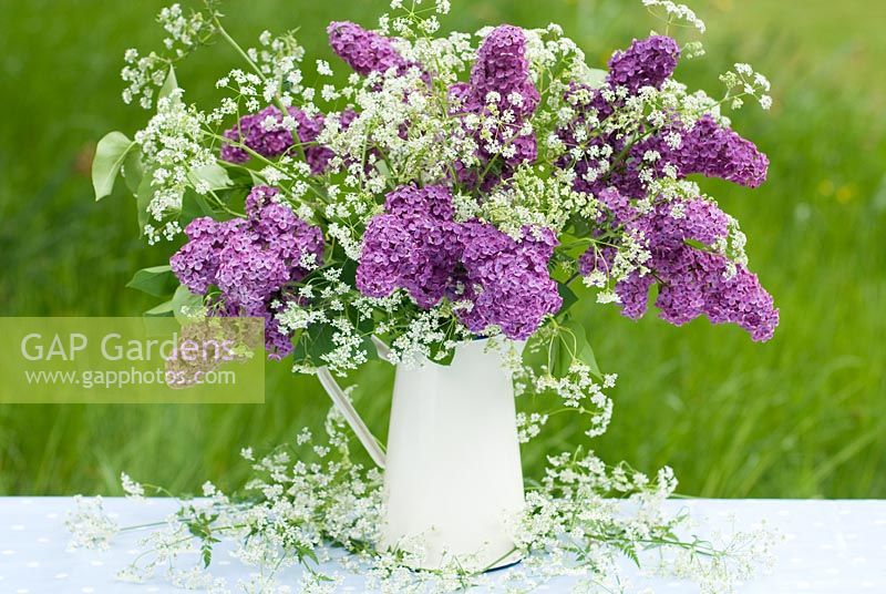 Syringa x hyacinthiflora 'Esther Staley' and Anthriscus sylvestris in jug on table 