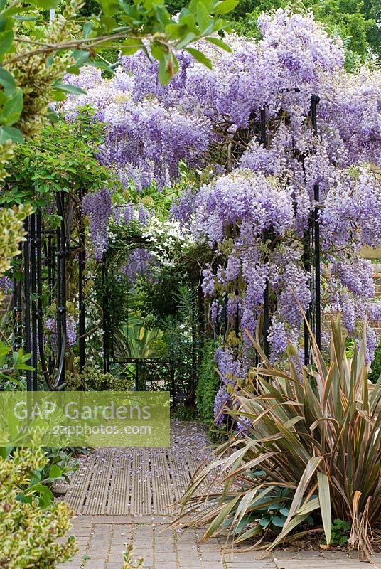 Wisteria sinensis climbing over colonnade, Clematis montana, Phormium Sundowner and Hosta Halcyon - The Garden of Rooms at RHS Wisley 