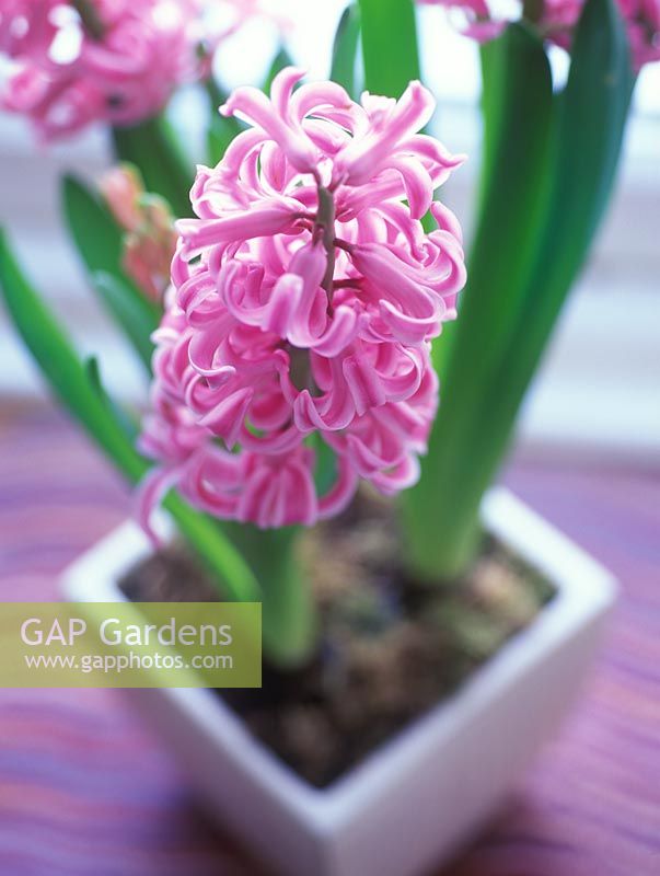 Hyacinthus 'Pink Pearl' - Scented flowers in a pot inside